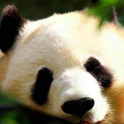 熊猫头像高清图片 真实熊猫微信头像可爱清晰图片 第5张