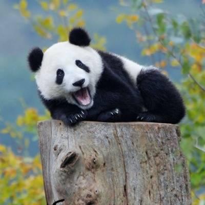 熊猫头像高清图片 真实熊猫微信头像可爱清晰图片 第18张