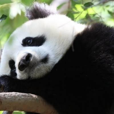 熊猫头像高清图片 真实熊猫微信头像可爱清晰图片 第3张