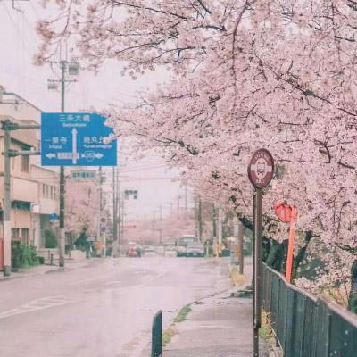 樱花图片唯美高清系列 最美的樱花图片大全 第2张