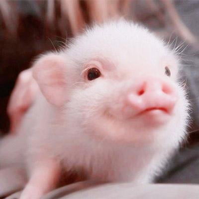 可爱真实小猪头像图片 第11张