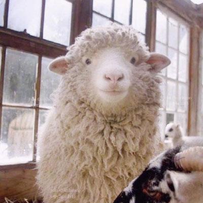 羊头像可爱图片 可爱的动物头像真羊 第8张