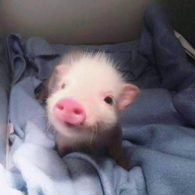 可爱真实小猪头像图片 第18张