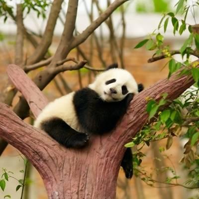 熊猫头像高清图片 真实熊猫微信头像可爱清晰图片 第19张