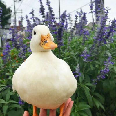 微信鸭子头像图片 最近流行很火的真实鸭子头像 第7张
