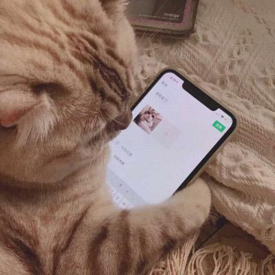 微信头像猫咪萌图片 2020最新可爱猫咪头像大全 第16张