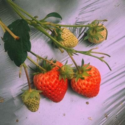 微信水果头像图片之草莓系列 第5张