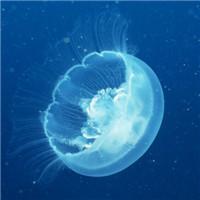 水母微信个性头像图片大全 被困在了海底无声无息 第4张