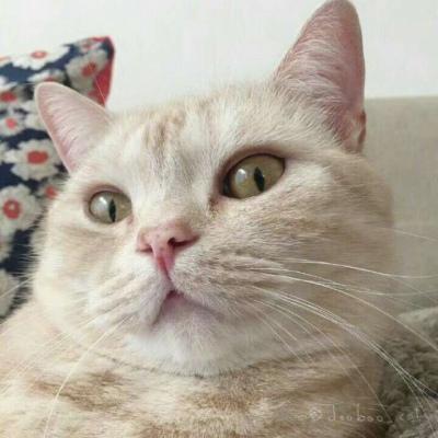 微信猫咪头像可爱高清 超级可爱萌的小动物头像猫咪 第5张