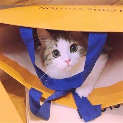 好看的微信猫咪头像超可爱2018 超卖萌猫咪个性微信头像 第5张