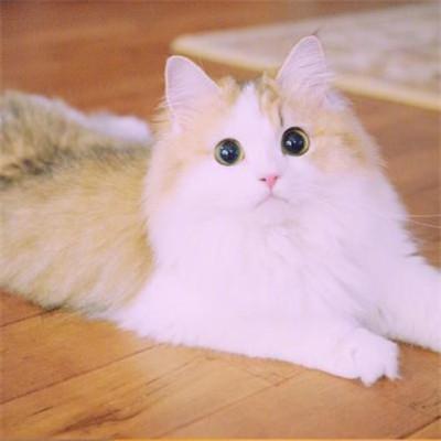好看的微信猫咪头像超可爱2018 超卖萌猫咪个性微信头像 第4张