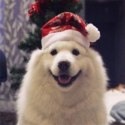 2017圣诞节微信头像圣诞帽萌宠版 最新圣诞节萌宠微信头像 第5张