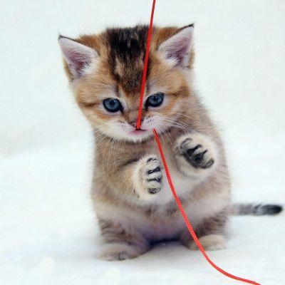 呆萌可爱小动物微信头像大全2018最新 好玩可爱的小猫咪 第11张