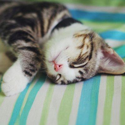 呆萌可爱小动物微信头像大全2018最新 好玩可爱的小猫咪 第10张