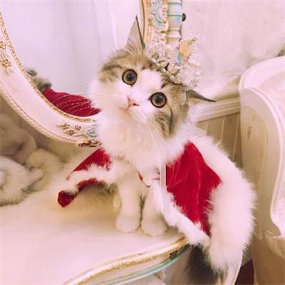 好看的微信猫咪头像超可爱2018 超卖萌猫咪个性微信头像 第3张