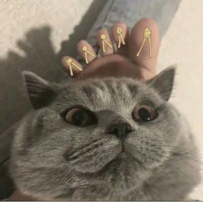 猫咪头像可爱高清大全2019 最新猫咪微信头像独一无二 第2张