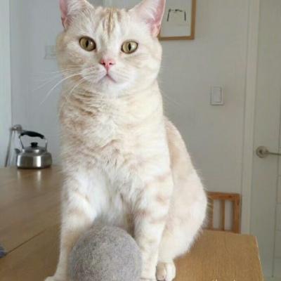 微信猫咪头像可爱高清 超级可爱萌的小动物头像猫咪 第2张
