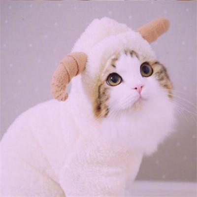 好看的微信猫咪头像超可爱2018 超卖萌猫咪个性微信头像 第2张