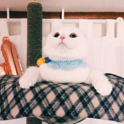 最新微信猫咪头像可爱萌萌哒 愿与你不期而遇笑脸相迎 第9张