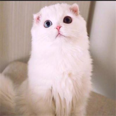 好看的微信猫咪头像超可爱2018 超卖萌猫咪个性微信头像 第11张