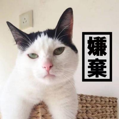 猫咪情侣头像一对搞怪霸气 付出了很多还是一无所有 第7张