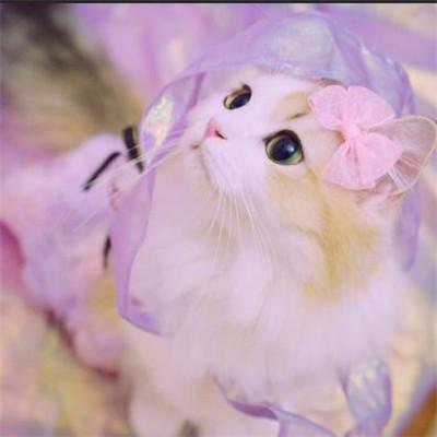 好看的微信猫咪头像超可爱2018 超卖萌猫咪个性微信头像 第1张