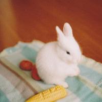 微信萌兔子个性有趣的头像 拥有的快乐怎么会是空欢喜 第12张