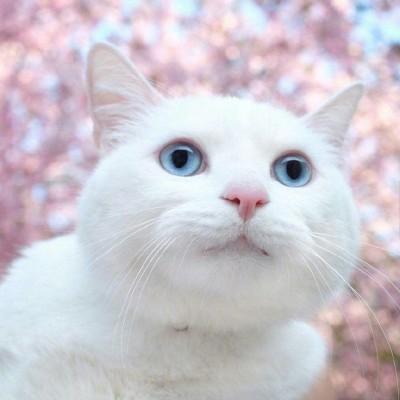 猫咪头像可爱高清大全2019 最新猫咪微信头像独一无二 第12张