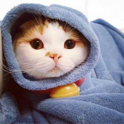 呆萌可爱小动物微信头像大全2018最新 好玩可爱的小猫咪 第9张
