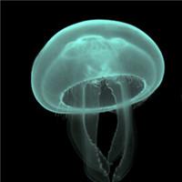 水母微信个性头像图片大全 被困在了海底无声无息 第12张