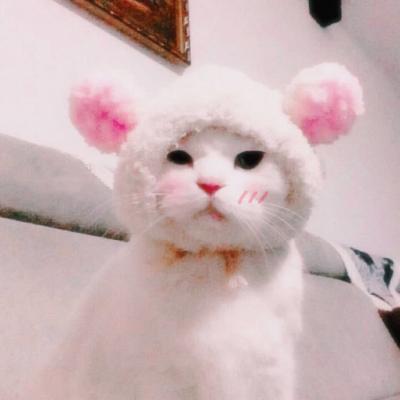 最新微信猫咪头像可爱萌萌哒 愿与你不期而遇笑脸相迎 第8张