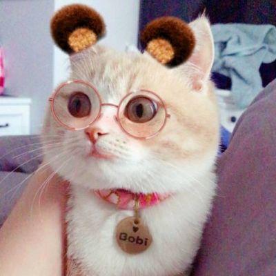 呆萌可爱小动物微信头像大全2018最新 好玩可爱的小猫咪 第7张