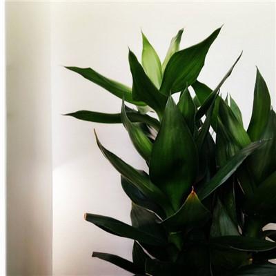 清新自然绿色植物头像精选2018 好看的植物风景微信头像 第4张