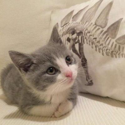 微信猫咪头像可爱高清 超级可爱萌的小动物头像猫咪 第8张