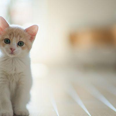 呆萌可爱小动物微信头像大全2018最新 好玩可爱的小猫咪 第12张