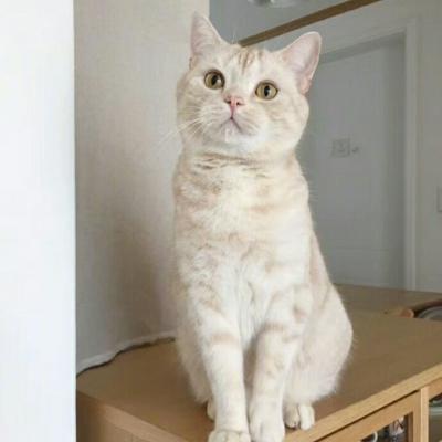 微信猫咪头像可爱高清 超级可爱萌的小动物头像猫咪 第4张