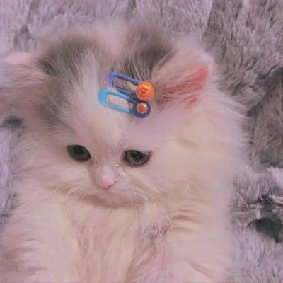 最新微信猫咪头像搞怪可爱 小猫猫可爱头像合集 第4张