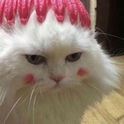 猫咪头像可爱高清大全2019 最新猫咪微信头像独一无二 第6张